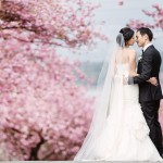 spring time vancouver wedding photo of bride and groom standing in front of cherry blossoms www.lucida-photography.com