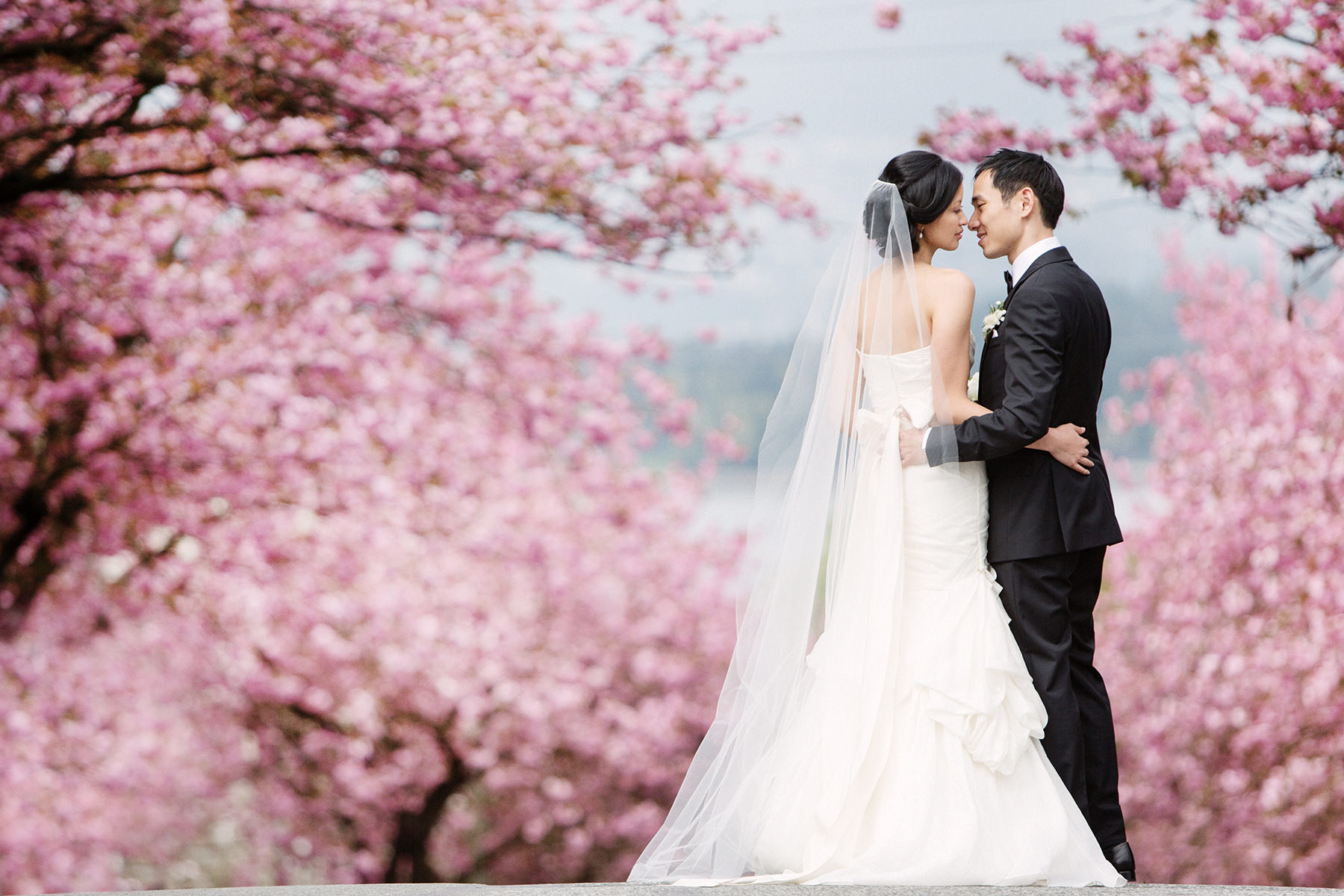 spring time vancouver wedding photo of bride and groom standing in front of cherry blossoms www.lucida-photography.com